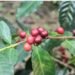 SOS Café Ocoa: Lluvias Desatan Apocalipsis en Zonas Cafetaleras, Productores en Jaque