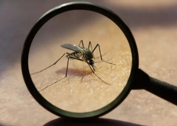 Descubren mosquitos en Islandia: La historia jamás contada
