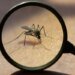 Descubren mosquitos en Islandia: La historia jamás contada