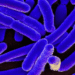 La Bacteria Que Enfermó al Mundo y Resucitó la Ciencia Médica