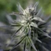 Ahora en tu farmacia: Colombia venderá flor de cannabis
