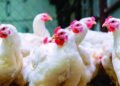 ¡Alerta Roja! Pollo a RD$200 la libra: Comerciantes advierten por grave escasez en RD