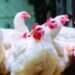 ¡Alerta Roja! Pollo a RD$200 la libra: Comerciantes advierten por grave escasez en RD