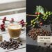 Arábica y Robusta: Todo lo que debes saber para elegir tu café