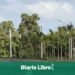 ¡Revolución Verde! Abierto el Último Tramo de la Avenida Ecológica