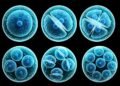 Investigación Desbloquea el Rol Clave de Células Madre en Terapias y Medicina Regenerativa