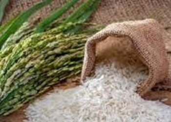 Crisis por el arroz: experta urge cumplir el DR-Cafta y buscar apoyo real para productores