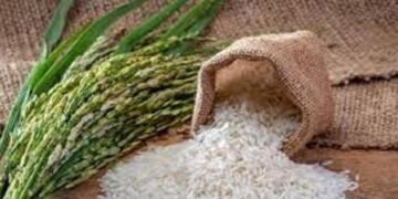 Crisis por el arroz: experta urge cumplir el DR-Cafta y buscar apoyo real para productores