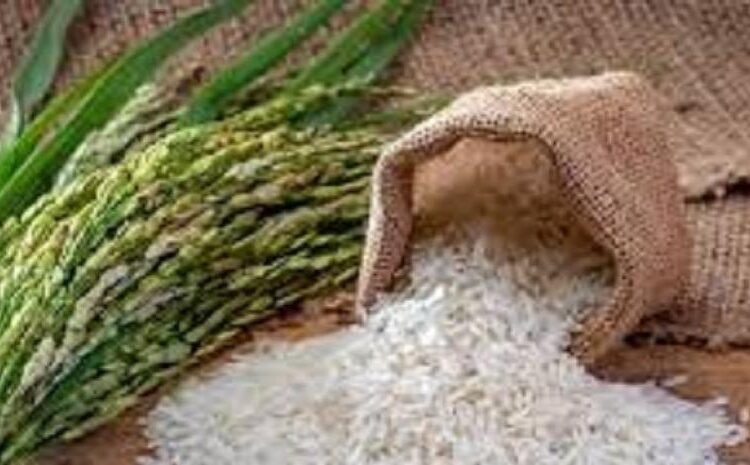 Crisis por el arroz: experta urge cumplir el DR-Cafta y buscar apoyo real para productores