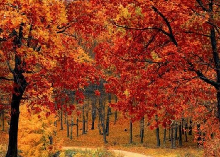 Llega el equinoccio de otoño: descubre todo sobre este impresionante fenómeno astronómico