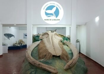 Descubre el Museo de la Ballena de Samaná el refugio gigante de la ciencia y la historia