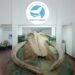 Descubre el Museo de la Ballena de Samaná el refugio gigante de la ciencia y la historia