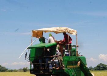 Alerta en Montecristi: Temen crisis y pérdida de 15,000 empleos por arroz sin aranceles