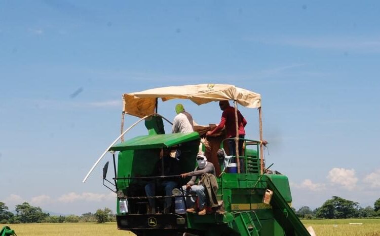 Alerta en Montecristi: Temen crisis y pérdida de 15,000 empleos por arroz sin aranceles