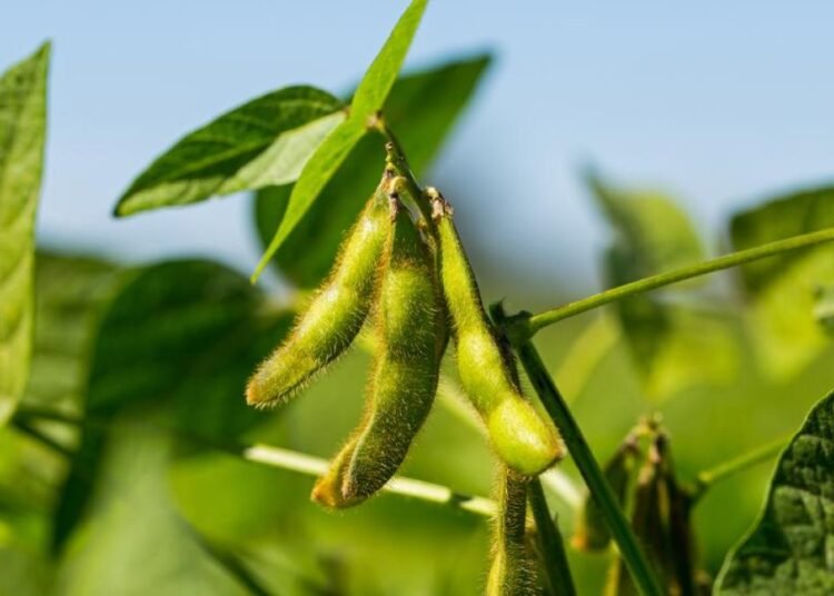 Soya de EE.UU.: El ingrediente secreto detrás de la producción avícola y porcina en RD