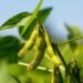 Soya de EE.UU.: El ingrediente secreto detrás de la producción avícola y porcina en RD