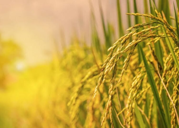 Preocupación entre productores de arroz en RD por la derogación del decreto sobre aranceles