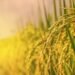 Preocupación entre productores de arroz en RD por la derogación del decreto sobre aranceles