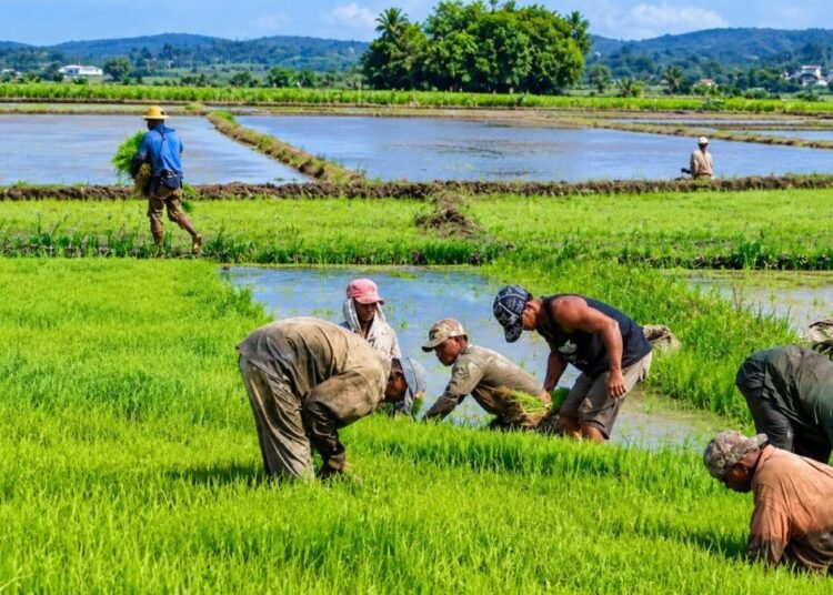 El impacto del arroz importado y la advertencia para Republica Dominicana tras el espejo de Haiti