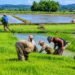 El impacto del arroz importado y la advertencia para Republica Dominicana tras el espejo de Haiti