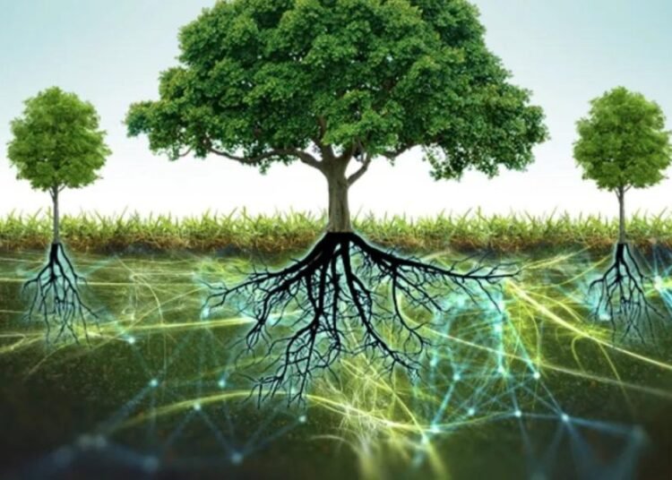 El internet de los árboles la increíble red secreta que conecta el bosque bajo nuestros pies