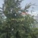 Sábado lluvioso: estas provincias están bajo alerta por fuertes aguaceros y tormentas eléctricas