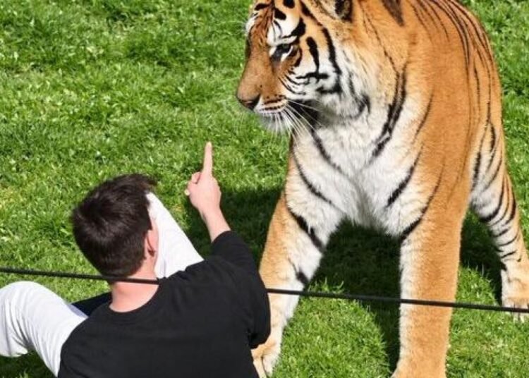 Tragedia en un zoológico de Reino Unido: hombre muere tras ingresar al recinto de un tigre