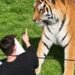Tragedia en un zoológico de Reino Unido: hombre muere tras ingresar al recinto de un tigre