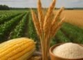 Crisis alimentaria en Centroamérica y el Caribe por sequía y cambio climático