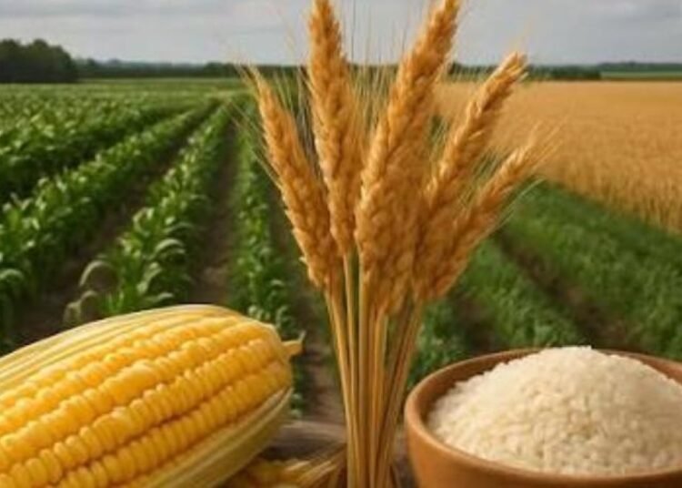 Crisis alimentaria en Centroamérica y el Caribe por sequía y cambio climático