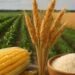 Crisis alimentaria en Centroamérica y el Caribe por sequía y cambio climático