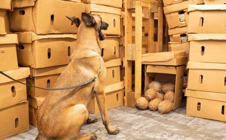 Decomisan cocaína camuflada en contenedor de cocos secos en el Puerto Multimodal Caucedo