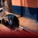 Desesperada búsqueda de niño de cuatro años desaparecido en Los Tres Brazos