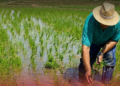 Alarma en el campo dominicano: siembra de arroz se desploma un 11 en el primer semestre de 2026