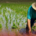 Alarma en el campo dominicano: siembra de arroz se desploma un 11 en el primer semestre de 2026
