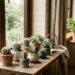 Errores comunes al cuidar tus cactus y cómo lograr que crezcan sanos y hermosos