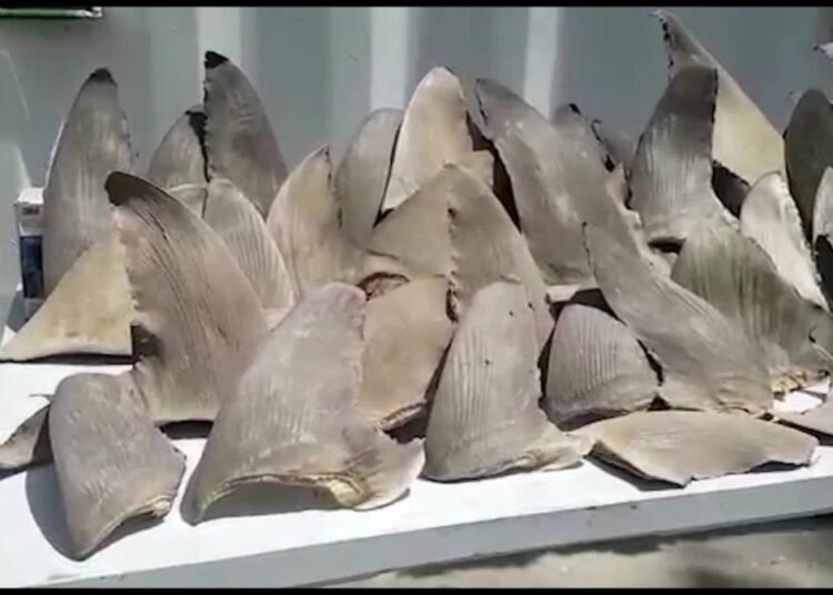 Capturan a un hombre con más de 4000 aletas de tiburón en Colombia valoradas en 190000 dólares