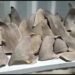 Capturan a un hombre con más de 4000 aletas de tiburón en Colombia valoradas en 190000 dólares