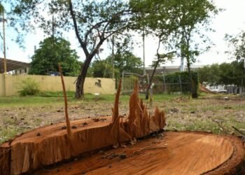 La impunidad verde: cuando las autoridades cortan árboles y el Estado mira hacia otro lado