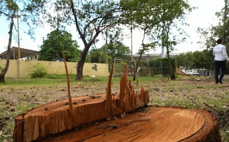 La impunidad verde: cuando las autoridades cortan árboles y el Estado mira hacia otro lado