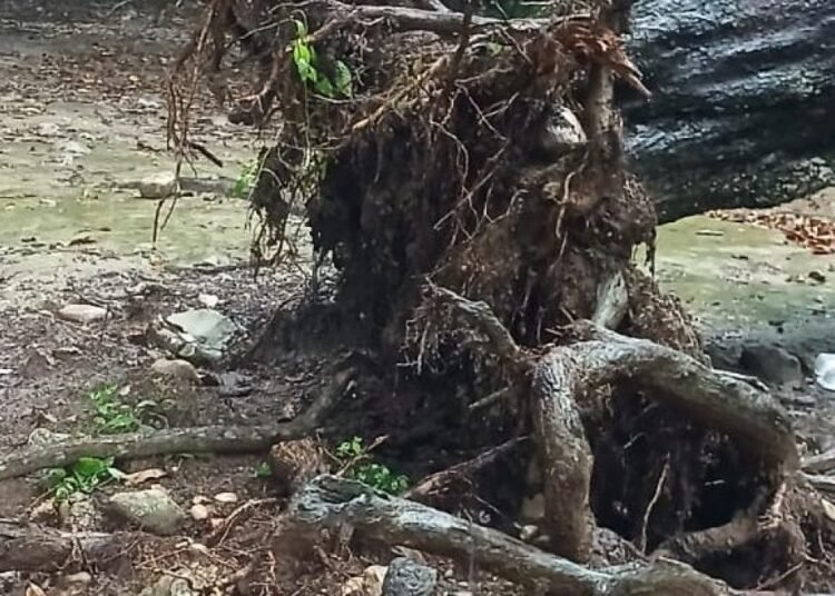 Crecida del río Pedernales incomunica la frontera y afecta vías agrícolas