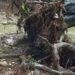 Crecida del río Pedernales incomunica la frontera y afecta vías agrícolas