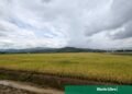 Abinader deroga decreto sobre aranceles al arroz importado tras negociaciones comerciales