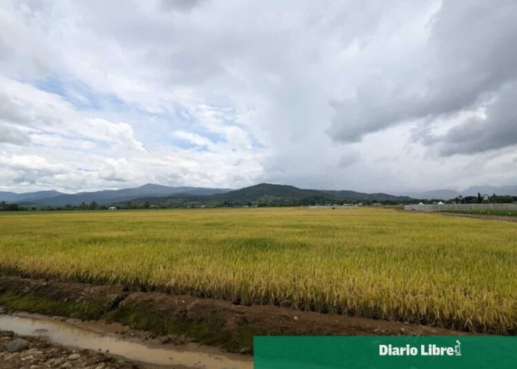Abinader deroga decreto sobre aranceles al arroz importado tras negociaciones comerciales