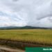 Abinader deroga decreto sobre aranceles al arroz importado tras negociaciones comerciales